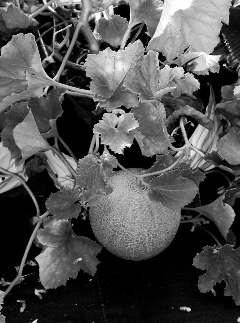 Melon