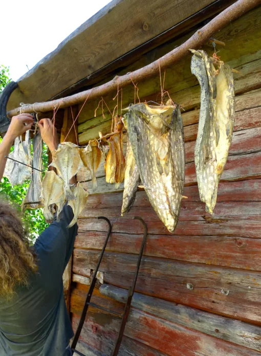 Torka, röka och salta fisk