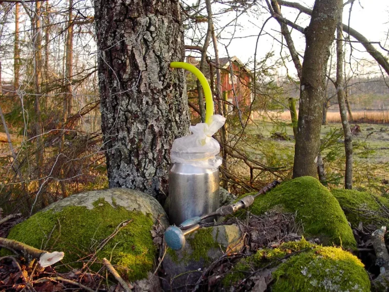 En sav- och ogräskväll