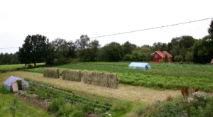 Några mindre växthus av byggplast