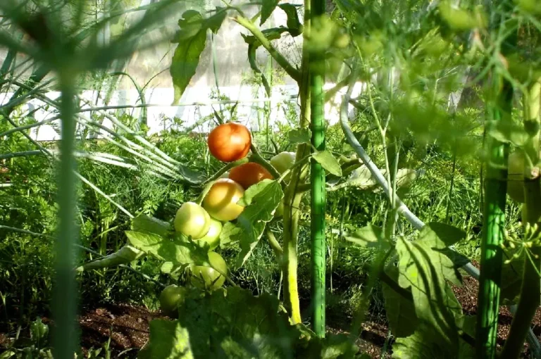 Näringslära för självhushållande vegetarianer