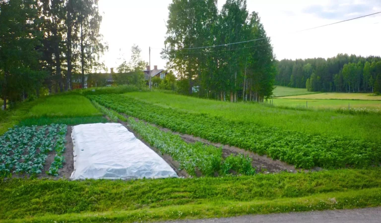 Våra odlingar