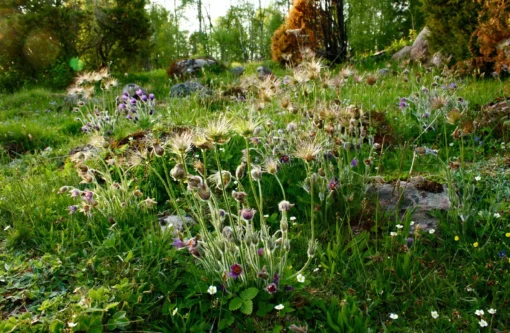 Återskapa dina naturbetesmarker