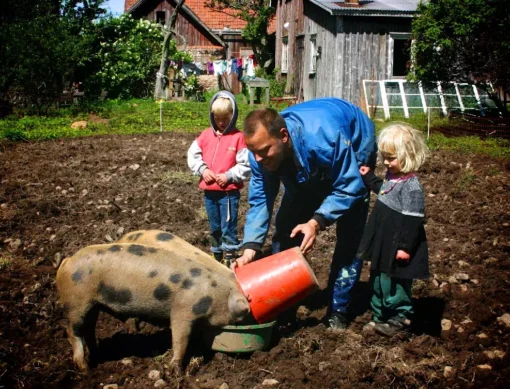 Att ta vara på en gris