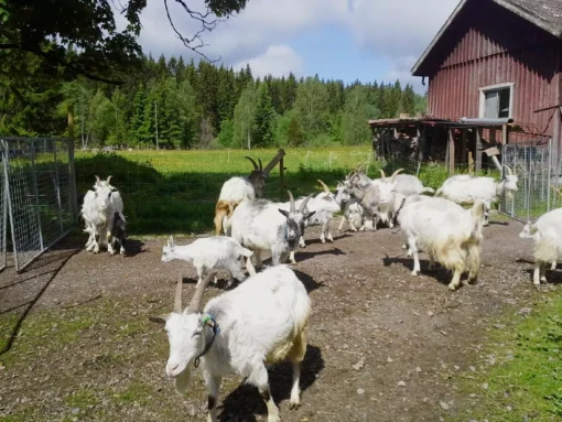Mjölka din get