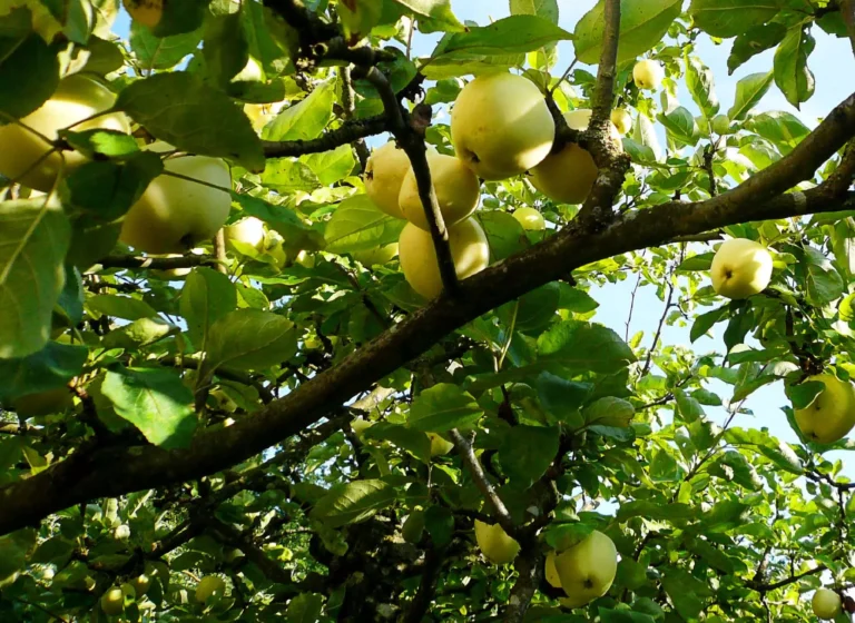 Frukt och bär i villaträdgården