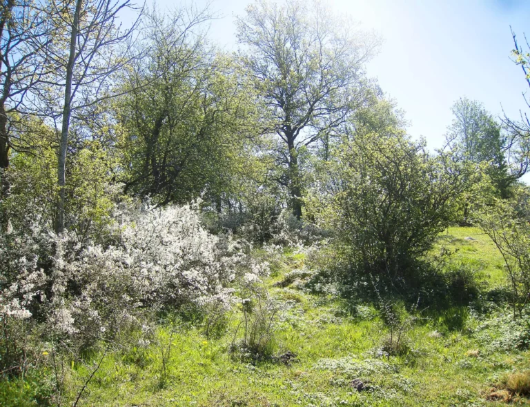 Röja och restaurera naturbetesmarker