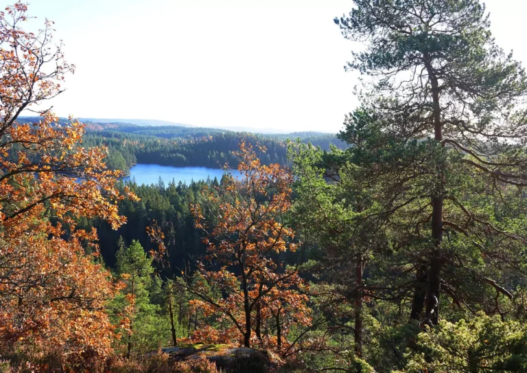 Att förvalta sin skog naturnära