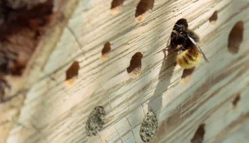 Bygg boplatser åt vilda bin