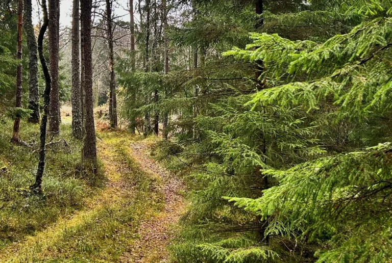 Ett mer hållbart småskogsbruk