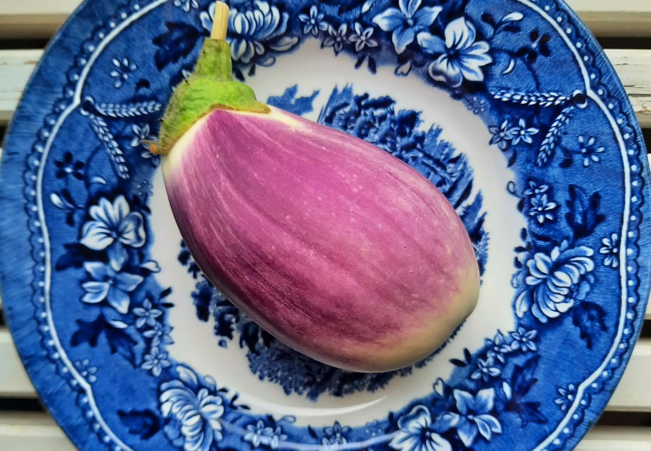 Odla aubergine