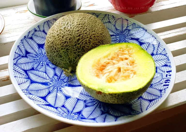 Odla melon