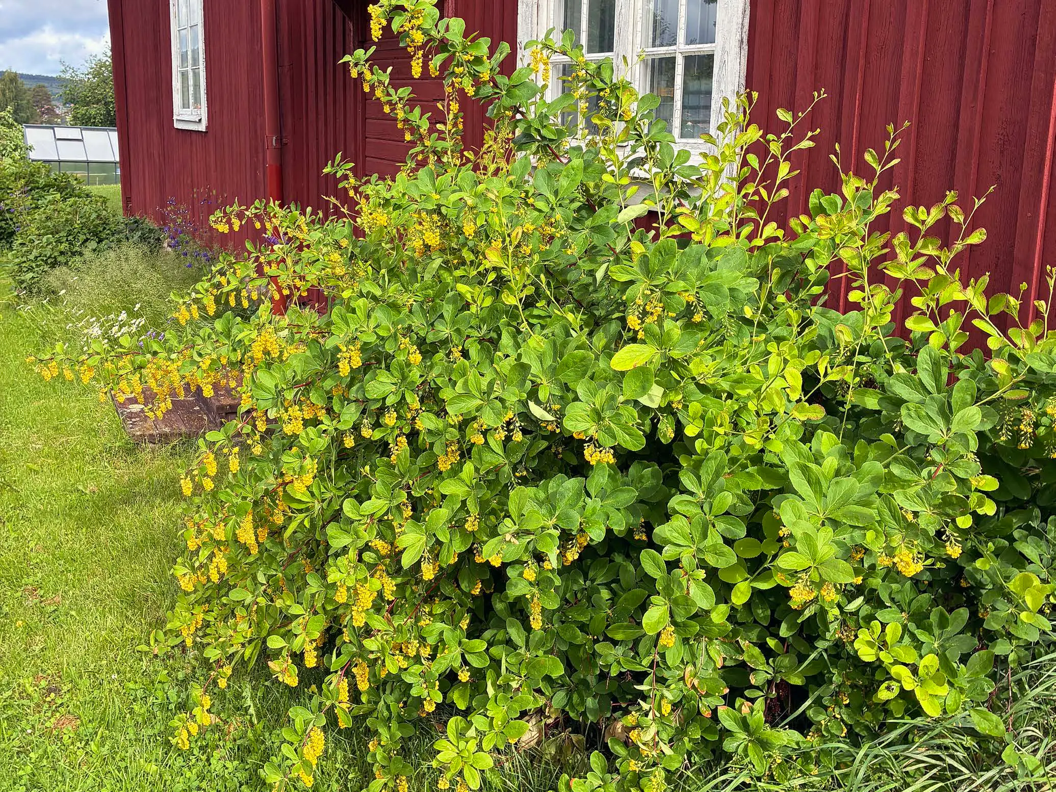 Berberis