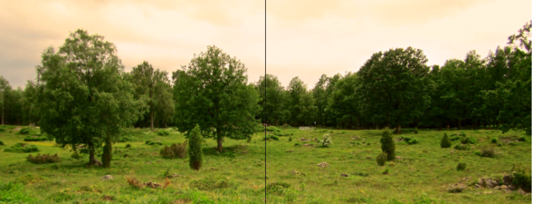 Skötsel av naturbetesmarker