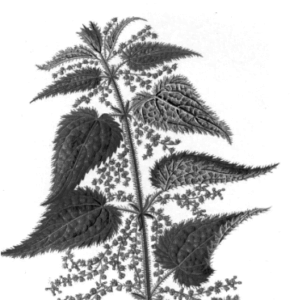 Nässlor