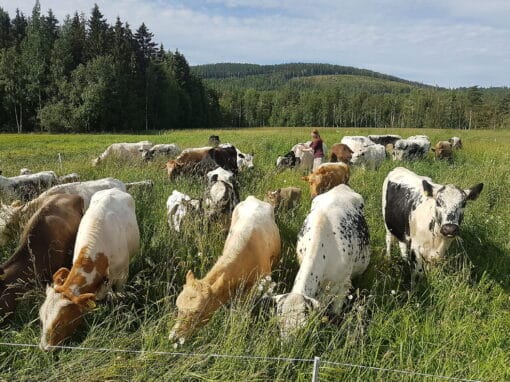 Betesplanering för levande landskap