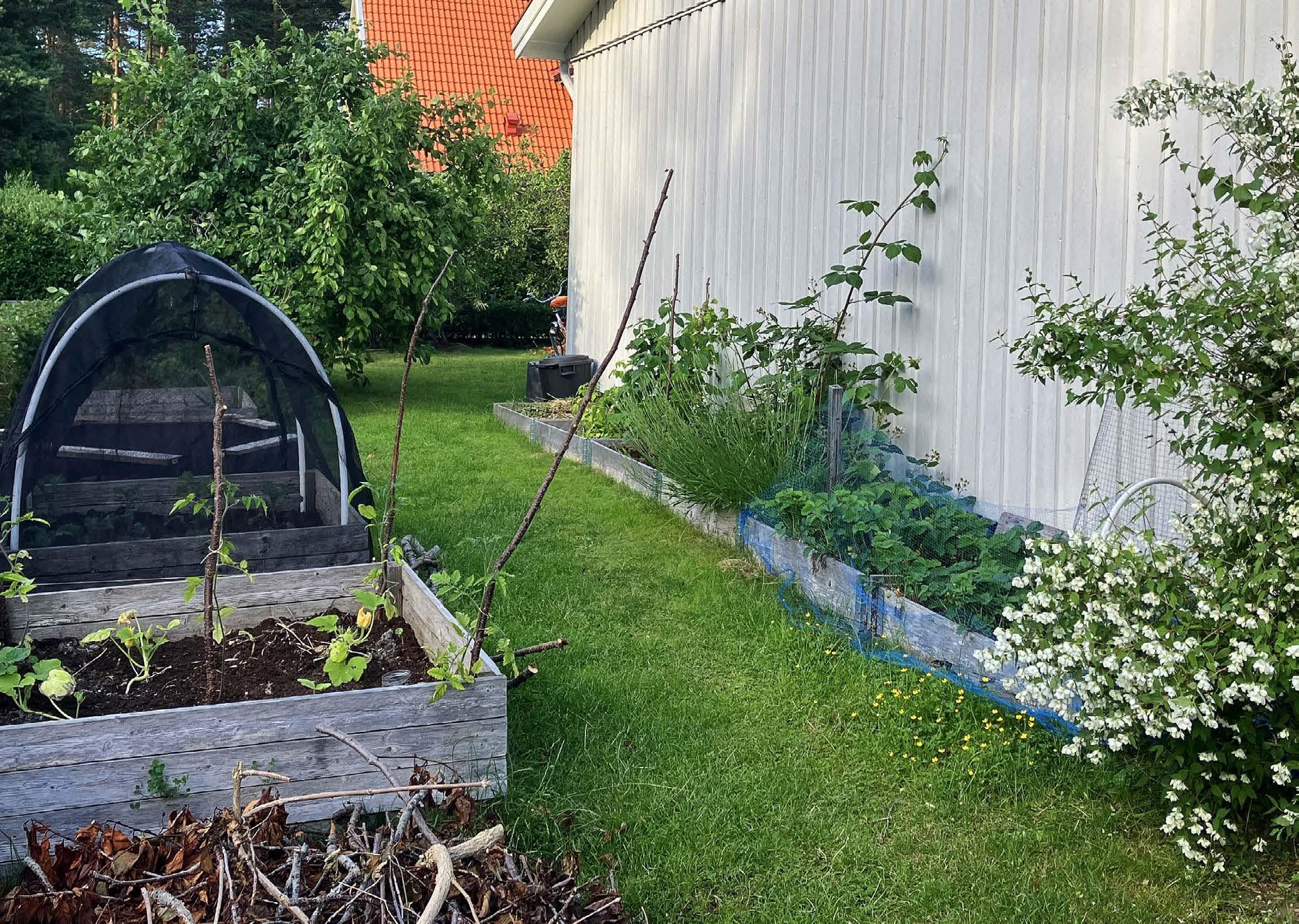 Odla på radhustomt