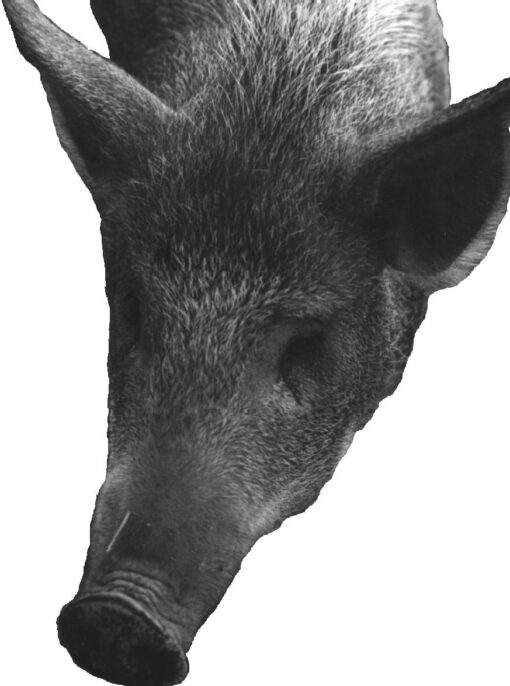 Skaffa gris